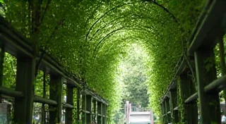 Untangling the Vines: Deciphering the Origins of Obscure Dialectal Phrases